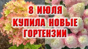 8 июля. Купила новые гортензии