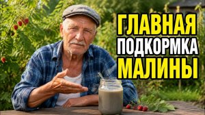 МАЛИНА в июле: дайте ей ЭТО, и ягоды нальются вдвое крупнее