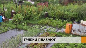 Садоводы в слезах