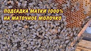 пчеловодство, подсадка матки на маточное молочко