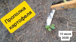 Прополка картофеля...и не только. 10 июля 2026