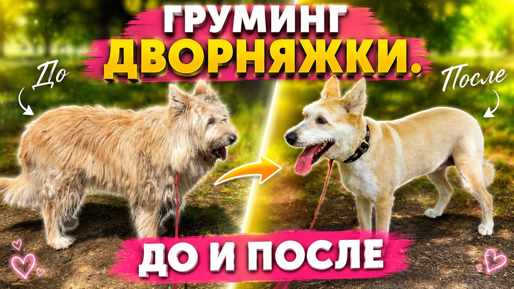 ВЕЗУ СОБАКУ РОДИТЕЛЕЙ МАСЯНЮ К ГРУМЕРУ. Как пройдет визит? #питбульпеченька #дворняжка #грумер #dog