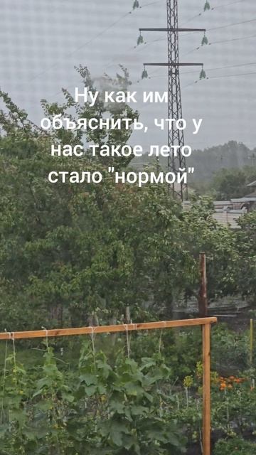 Помидоры в опасности