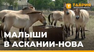 В зоопарке «Аскания-Нова» продолжают рождаться детеныши различных видов животных