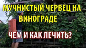 Мучнистый червец на Винограде! Как и Чем лечить? Какие препараты?