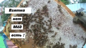 Получение печатного мёда в дождливую безвзяточную погоду.