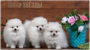 МИНИ ЗВЁЗДЫ  *