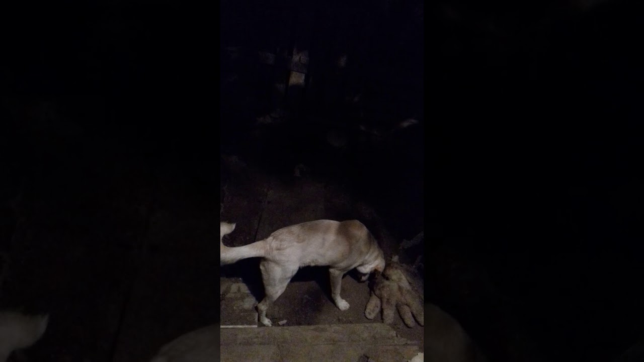 Пёс и Лягушка смотреть онлайн
