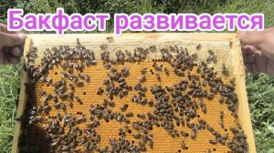 Почему Бакфаст. Карника плюс Бакфаст. Развитие отводков. Пчеловодство Владимирской области.