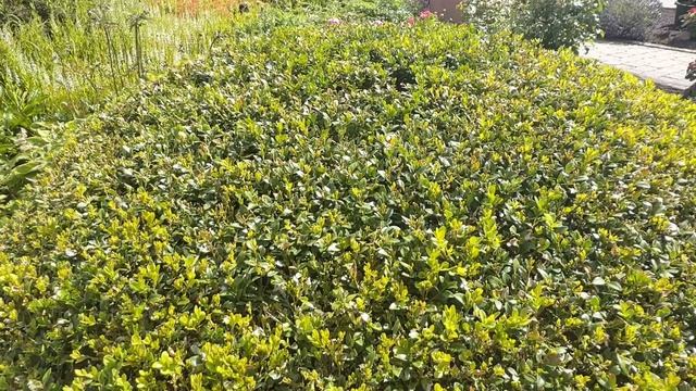 88 лет любви к саду 🌿 Придомовый участок, который вдохновляет 🌿🌿 смотреть онлайн