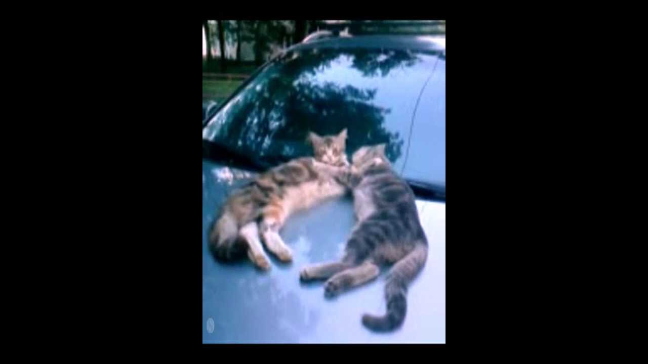 Бывают и кошки счастливыми (Песенка про Мурку) смотреть онлайн