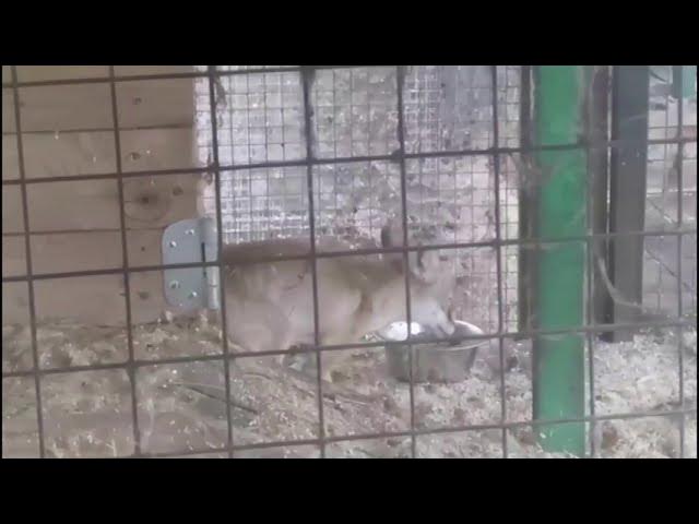 Манечка самая скромная лисичка - очень редко попадает в кадр смотреть онлайн