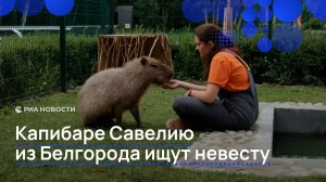 Капибаре Савелию из Белгорода ищут невесту