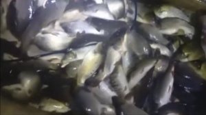 Зарыбление Верхнего пруда карпом 1500 кг. Клёвое место Лосиный остров.
