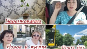 Не заправились, репетиция, черенкование гортензии.