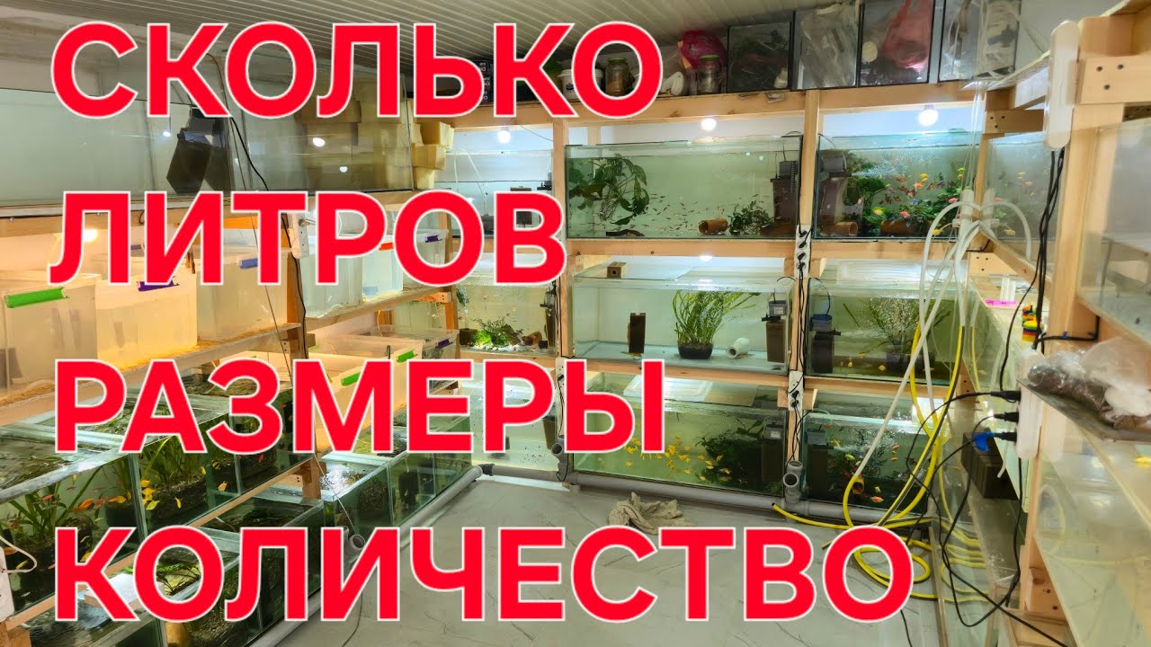 Сколько тонн? смотреть онлайн