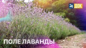 Как монетизировать Прованс? ЗЕМЛЕХОД