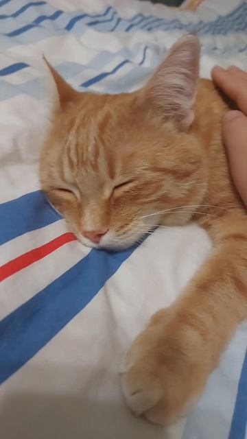 Кот спит