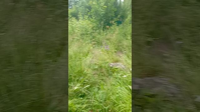 Иследываем лес.