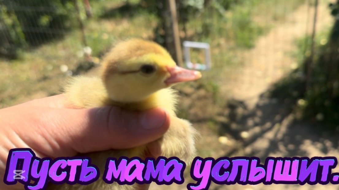 ❤️Вот такое утро/Вот так хозяйство/ Домашнии хлопоты смотреть онлайн