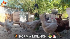 Кормление кур овощами и фруктами для зарядки и от скуки 🥗🐓🤗  (114)