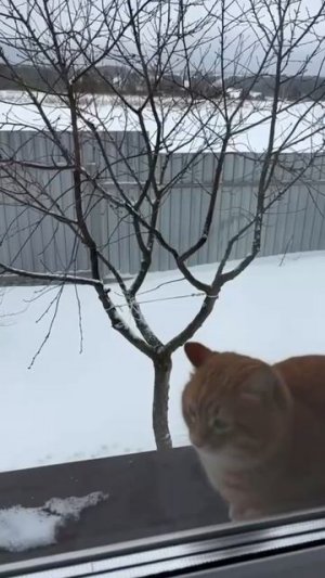 Акелла промахнулся