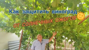 Как защитить виноград от солнечных ожогов
