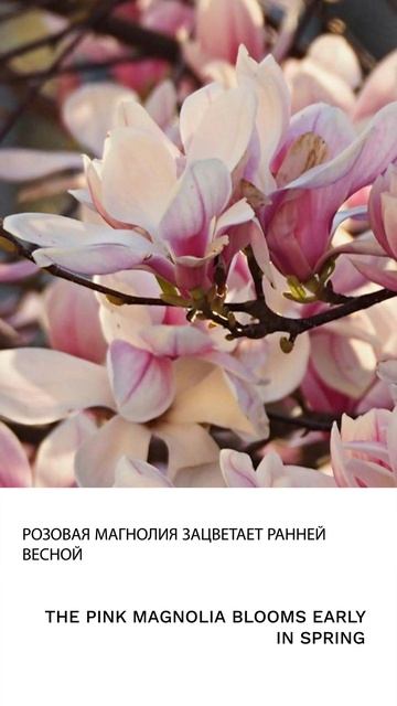 Магнолия смотреть онлайн