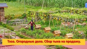 Тхоа. Огородные дела. Сбор тыкв на продажу.