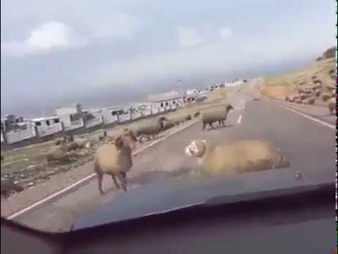 Смертельный бой баранов! Очень смешно! 😂😂😂 смотреть онлайн