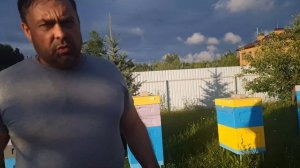 5 июля 2026 г. Дожди. Семья трутовка- как исправить?