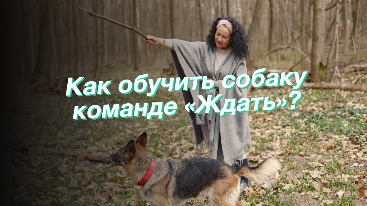 Как обучить собаку команде «Ждать»? смотреть онлайн