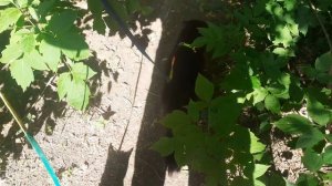 Гуляют котики с удовольствием.