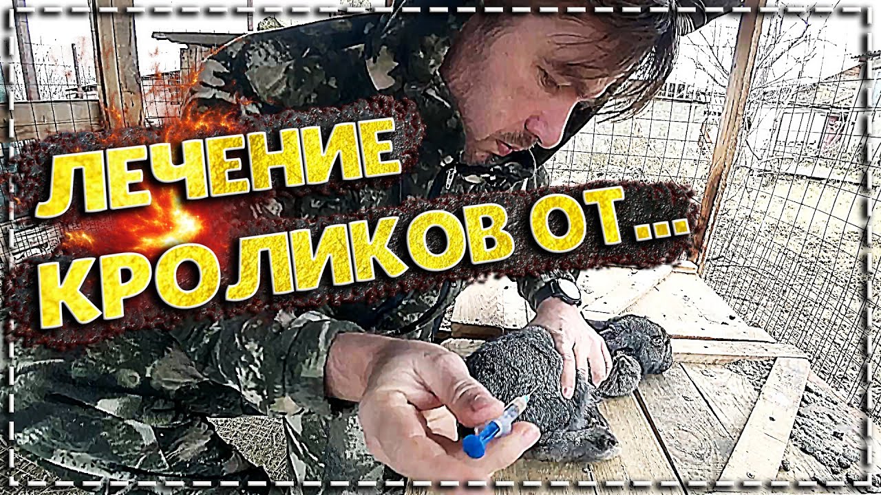 Почему умирают кролики? \\ Причина и лечение, мой опыт. \\ Эпидемия ВГБК. смотреть онлайн