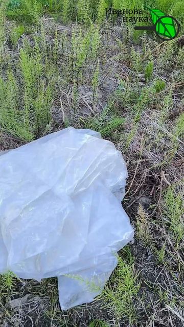 🌿 Избавься от хвоща, клеща и болезней навсегда! Бесплатный метод без химии, препаратов и возни.
