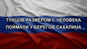 Тунцов размером с человека поймали у берегов Сахалина