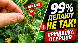 СТОП! Не трогай ЭТО! Огурцы растут не так! Прищипывать огурцы - ошибка?