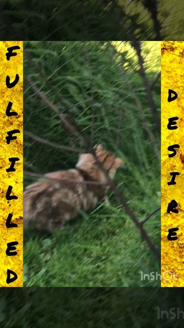 Сибирские котята от питомника Fulfilled Desire