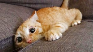 Самые смешные животные! Приколы с котами! УГАР! Тест на психику)