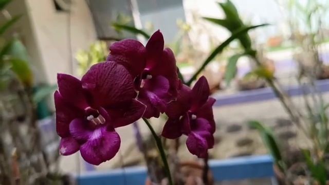 🎶 ПЕСНИ ДЛЯ ДУШИ — КАЖДОЕ СЛОВО КАК ИСПОВЕДЬ, ДУШЕВНЫЙ ШАНСОН смотреть онлайн