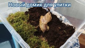 Делаю улитке Ахатине новый домик.