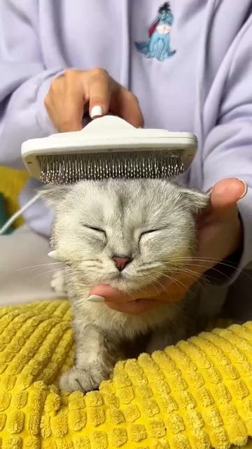 Давайте наберём 10 подписчиков 🙏🙏😺😺