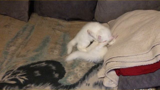 Сибирские котята от питомника Fulfilled Desire