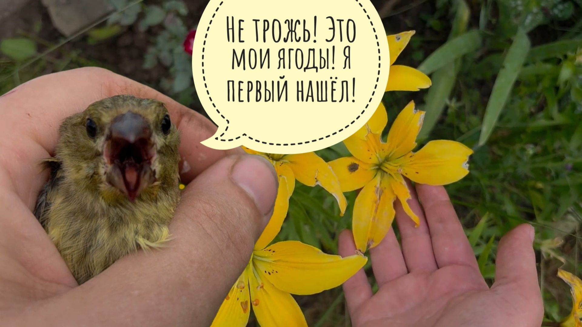 Схватила маленьких воришек расхитителей ирги. Хардкорная прополка растений мне уже палец отключила смотреть онлайн