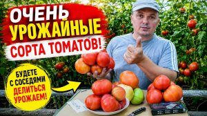 ТРИ очень урожайных сорта помидоров- обзор!