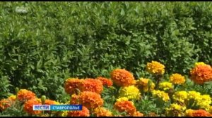Очередной жаркий день ожидается на Ставрополье