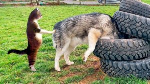 Приколы с котами и кошками! Самые смешные животные! УГАР!