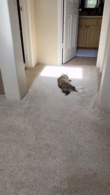 😸☀️