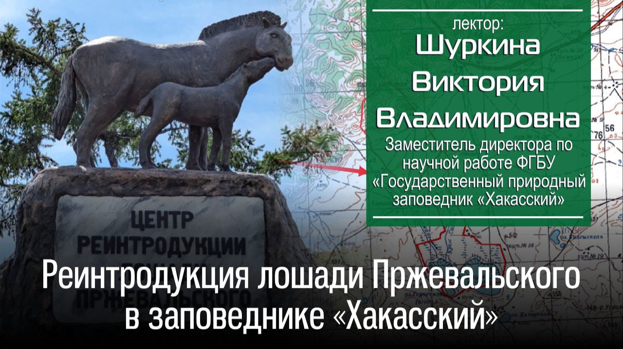 Шуркина В.В. Реинтродукция лошади Пржевальского в заповеднике «Хакасский» смотреть онлайн