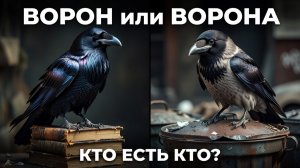 Чем ворон отличается от вороны? Профессор против попрошайки